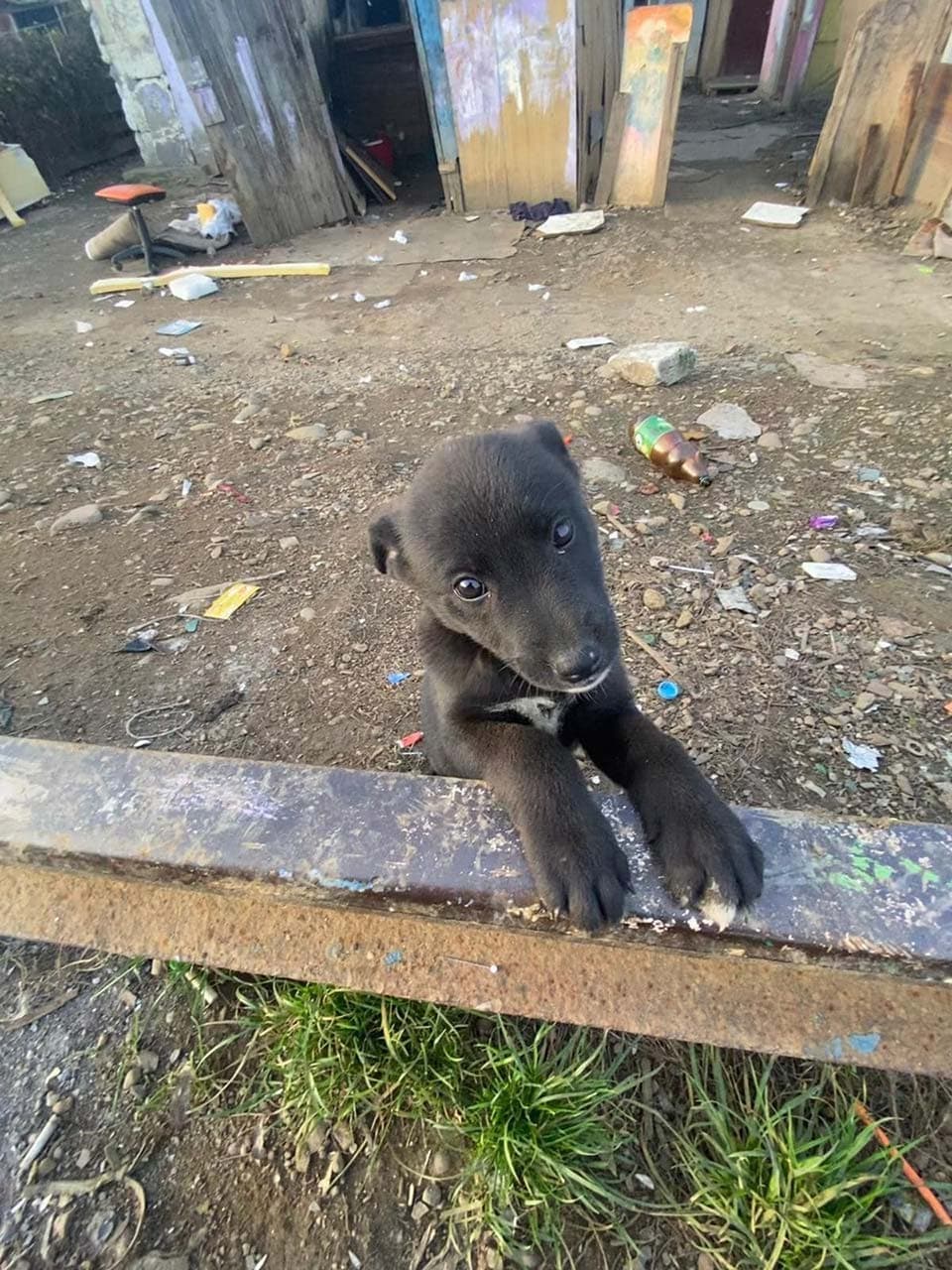 Saltele pentru cei nevoiași! — Galerie 6